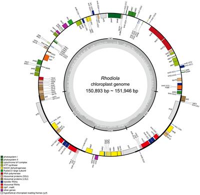 Comparative chloroplast genomes: insights into the identification and phylogeny of rapid radiation genus Rhodiola